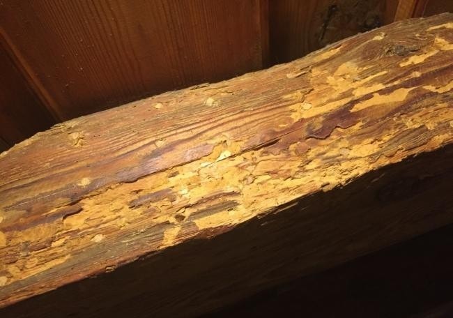 Повреждения древесины усачами - фото 3